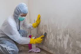 Best Emergency Mold Remediation  in Greendale, WI